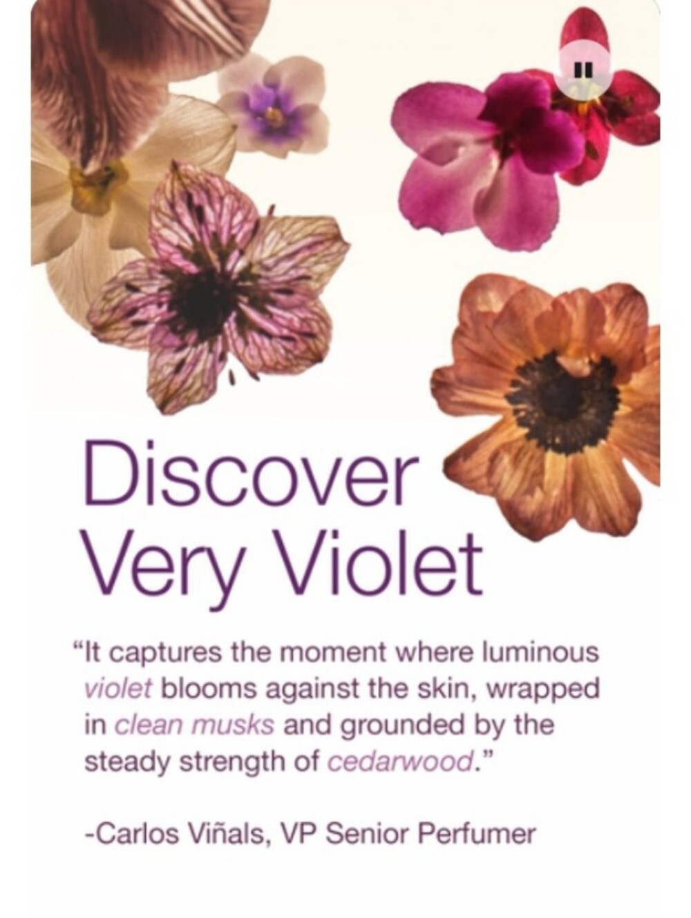 BBW Very Violet Products 🌺NEW🌺